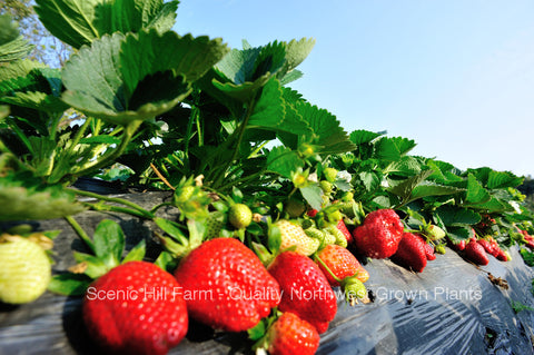 shuksan strawberry seeds Bare Root Shuksan Strawberry Plants