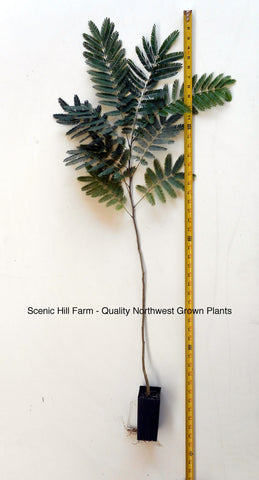 E.H Wilson Silk Trees (Albizia julibrissin) Cold Hardy Mimosa - Live Potted Trees