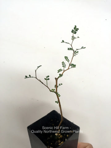 Sophora prostrata Little Baby Pre Bonsai Trees - Landscape Specimen Shrub