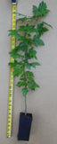 American Sweetgum Tree (Liquidambar styraciflua) Live Potted Trees- 24-28 Inch Tall