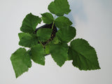 Tayberry plants, Large, sweet fruit, Raspberry-Blackberry cross. Fully rooted potted plant shipped rooted in soil.