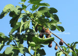 Texas Ever Bearing Fig Tree - 12 -20 Inches Tall - Large Nearly Seedless Figs