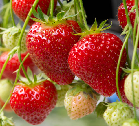 Tillamook June Bearing Strawberry Plants -Large, Sweet, High Yields -Spring/Summer Planting