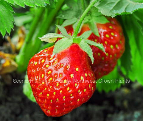 Totem Mid Season Bare Root Strawberry Plants - High Yields - Great Flavor- Spring/Summer Planting