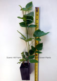 2 Year Old Triple Crown Thornless Blackberry Plants - Scenic Hill Farm Nursery