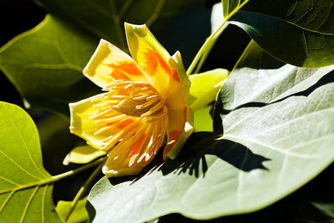Liriodendron tulipifera—also known as the tulip tree, tulip poplar, and yellow-poplar.