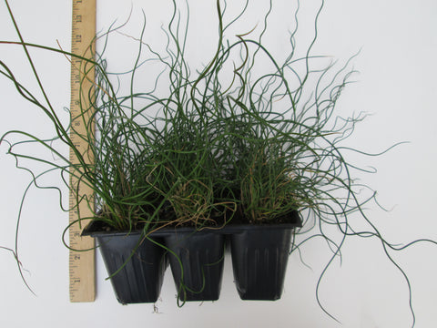 Twister Corkscrew Rush (Juncus effusus), Live potted Clumps, Ornamental Grass