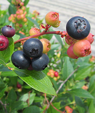 Nocturne Blueberry- a Rabbiteye Northern Highbush hybrid – Potted Plants- Huge Yields