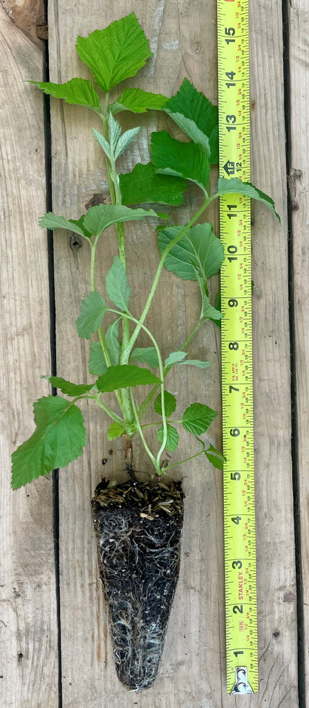 Willamette Raspberry - Potted Plants - Rich sweet tart raspberry flavo ...