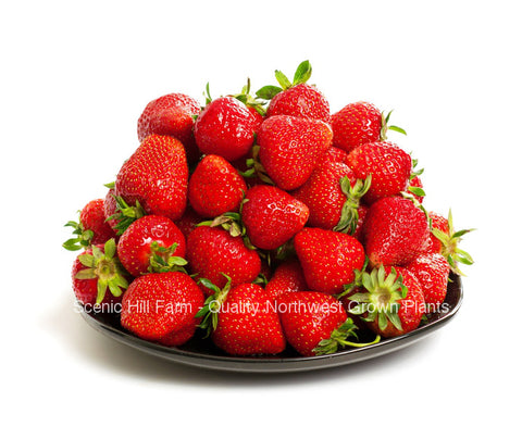 Albion  Ever Bearing Strawberries - Scenic Hill Farm Nursery