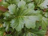 Bear’s Breeches Acanthus mollis- Potted Plants- large dark green foliage- 4ft flowers