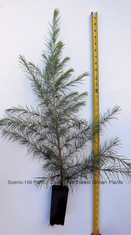 Deodar Cedar, Live Potted Tree 16 - 24 Inches tall, graceful, pendulous branches