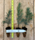 Cedrus deodara (deodar cedar, Himalayan cedar) - 6-10 inch seedlings