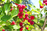 Dolgo Crabapple -Malus x 'Dolgo'- Pollinizer, Flowering, Fruit, Wildlife