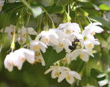 Japanese Snowbell - Graceful, Deciduous Flowering Tree, Bonsai tree