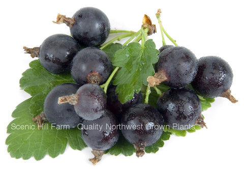Jostaberry Plant - Ships Fully Rooted In Soil - 3 Way Gooseberry/ Currant Cross