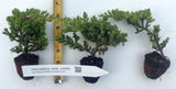 Juniper procumbens nana, Dwarf Japanese garden juniper- Bonsai, container or landscape