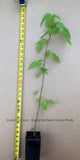 Little Leaf Linden Tree Tilla Cordata Live Potted Tree 30 - 40 Inches Tall