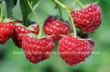 Potted Meeker Red Raspberry Plants - Great Flavor High Sugar Content