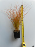 Orange New Zealand Sedge -Carex testacea - Versatile and easy to grow