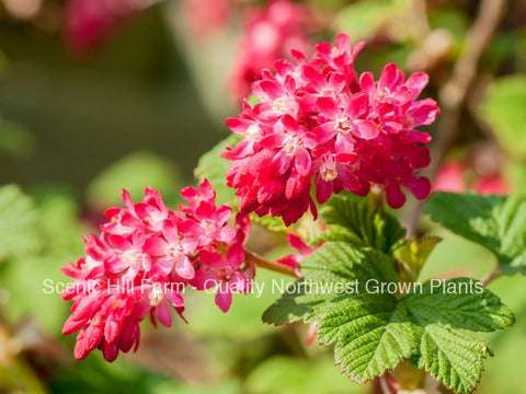 Red Flowering Currant Plants- Potted Plants and Large 2 year old bare root plants