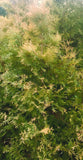Rheingold Cedar Foliage - Scenic Hill Farm Nursery