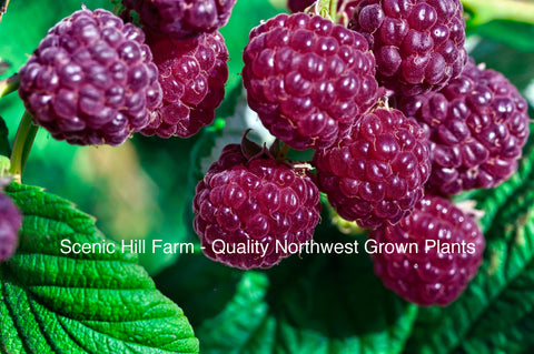 Royalty Raspberries - Scenic Hill Farm Nursery