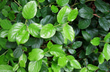 Salal - Gaultheria shallon - Ground Cover, Erosion Control, Tasty Berries, Flower Arrangements