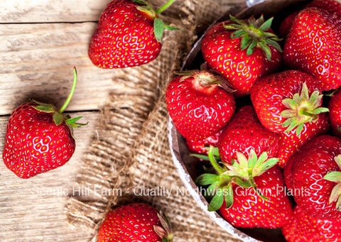 Sequoia Strawberry Plants - Certified - Great in California And The South- Spring/Summer Planting