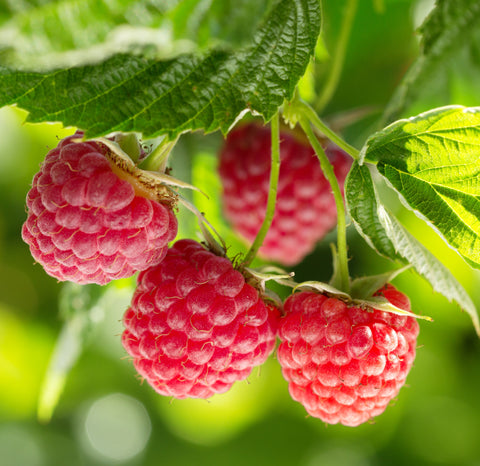 Nova Mid Season Red Raspberry - Nearly Thornless - Free Shipping - Very Cold Hardy - 2 year old Bare Root Canes