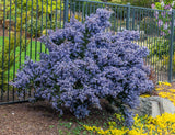 Ceanothus Victoria  - California Lilac