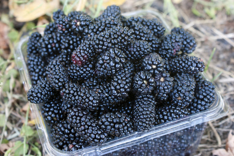 Boysenberry  Blackberry - 2 Varieties - Original and Thornless