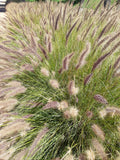 Hameln Dwarf Fountain Grass  (Pennisetum alopecuroides 'Hameln') Compact Easy Care Ornamental Grass