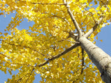 Ginkgo Tree (Ginkgo biloba) 