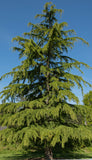 Cedrus deodara (deodar cedar, Himalayan cedar) - Live Bare Root Trees- 10-28 Inch Tall