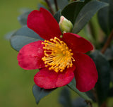 Yuletide Camellia - Camellia sasanqua ‘Yuletide - 1 Year Old Potted Starter Plant