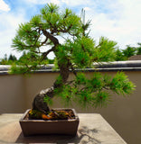 Austrian Pine, Pinus nigra - 5-8 inch potted tree -Landscape, Pre Bonsai