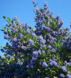 Ceanothus Victoria  - California Lilac