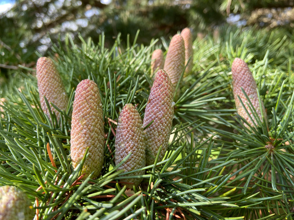 Cedrus deodara (deodar cedar, Himalayan cedar) - Live Bare Root Trees ...