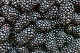 Prime-Ark® Freedom Blackberry - Bare Root plants - Thornless - 2 Crops a Year