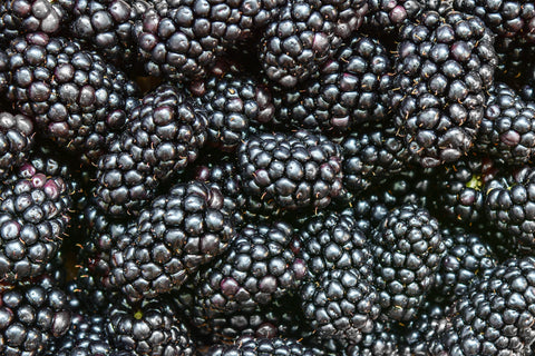 Prime-Ark® Freedom Blackberry - Thornless - 2 Crops a Year - Potted Plants