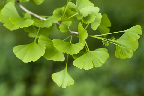 Ginkgo Tree (Ginkgo biloba) 