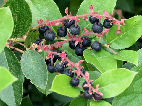 Salal - Gaultheria shallon - Ground Cover, Erosion Control, Tasty Berries, Flower Arrangements