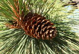 Ponderosa Pine Seedlings- Pacific and Columbia sub species