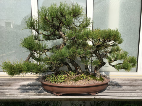 planting ponderosa pine seeds Ponderosa Pine Seedlings- Pacific and Columbia sub species- Landscape – Scenic Hill Farm Nursery